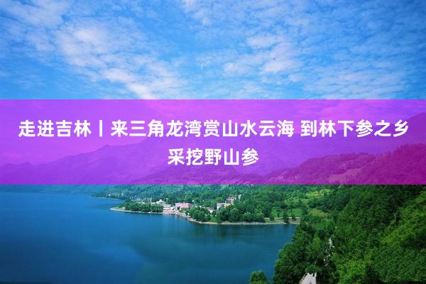 走进吉林丨来三角龙湾赏山水云海 到林下参之乡采挖野山参